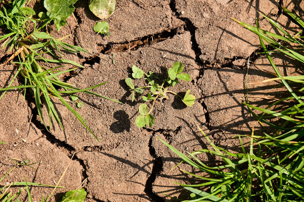 Photography of drought, grass, and weed